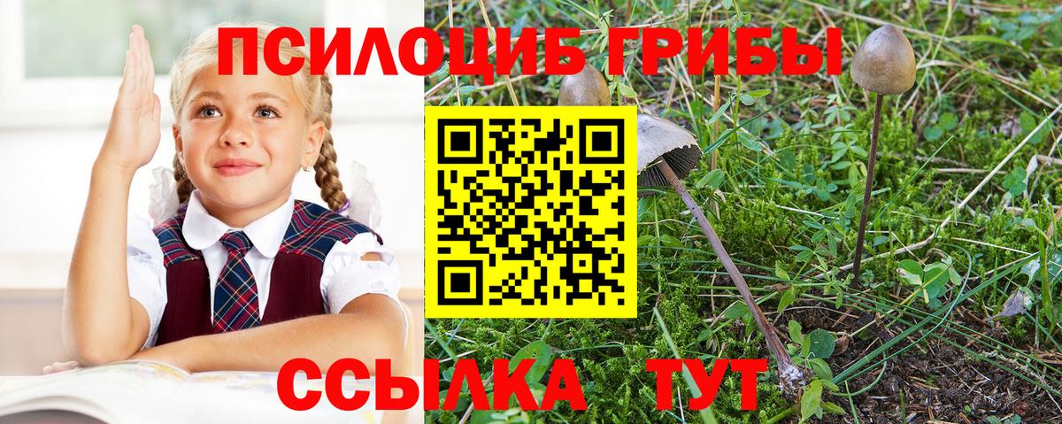 Галлюциногенные грибы Psilocybe  Вход с VPN  Саяногорск 